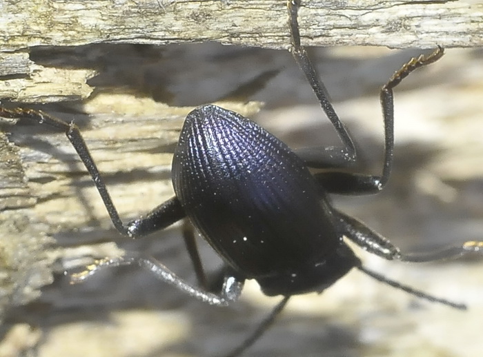 Coleottero del Chianti: Helops rossii